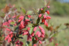 Berberis vulgaris