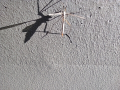 Tipula