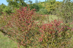 Berberis vulgaris