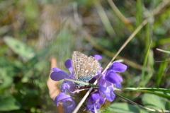 Polyommatus