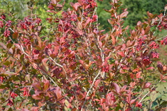 Berberis vulgaris