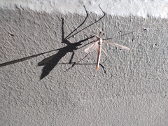 Tipula