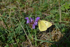 Colias