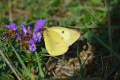 Colias