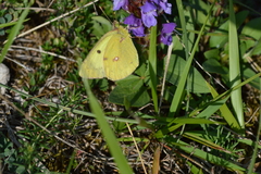 Colias