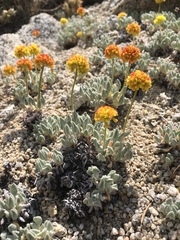 Eriogonum rosense