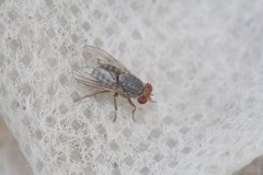Prosopomyia pallida