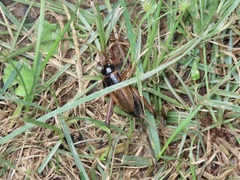 Gryllus firmus