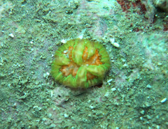 Mycetophyllia