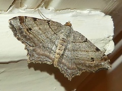 Macaria multilineata