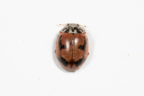Painted Lady Beetle photo 6