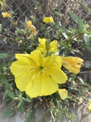 Oenothera elata