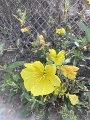Oenothera elata