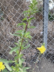 Oenothera elata