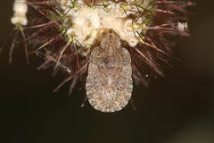 Sciocoris homalonotus