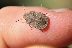 Sciocoris homalonotus