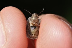 Sciocoris homalonotus