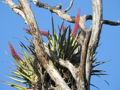 Aechmea huebneri