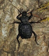 Cychrus tuberculatus