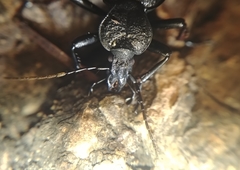Cychrus tuberculatus