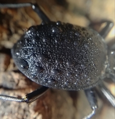 Cychrus tuberculatus