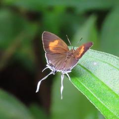 Heliophorus