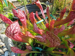 Sarraceniaceae