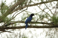 Cyanocorax caeruleus
