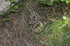 Vipera aspis zinnikeri