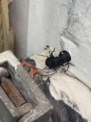 Ocypus olens