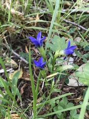 Gentianopsis ciliata ciliata