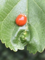 Harmonia axyridis