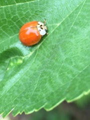 Harmonia axyridis