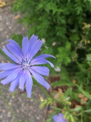 Cichorium intybus