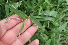 Urochloa reptans