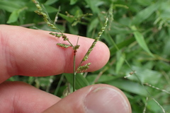 Urochloa reptans