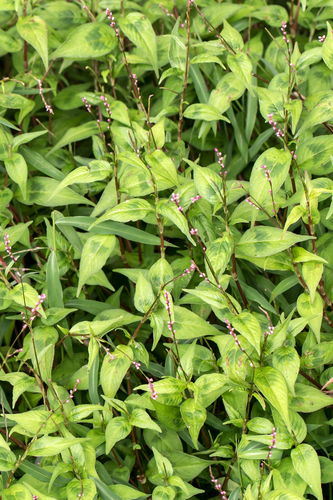 Persicaria posumbu iNat (3)