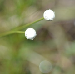 Eriocaulon decangulare image