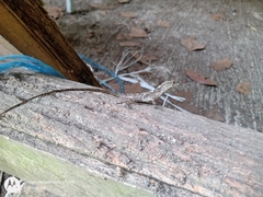 Anolis schiedii