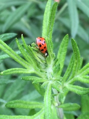 Harmonia axyridis