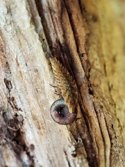 Pyractomena borealis