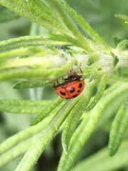 Harmonia axyridis