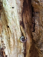 Pyractomena borealis