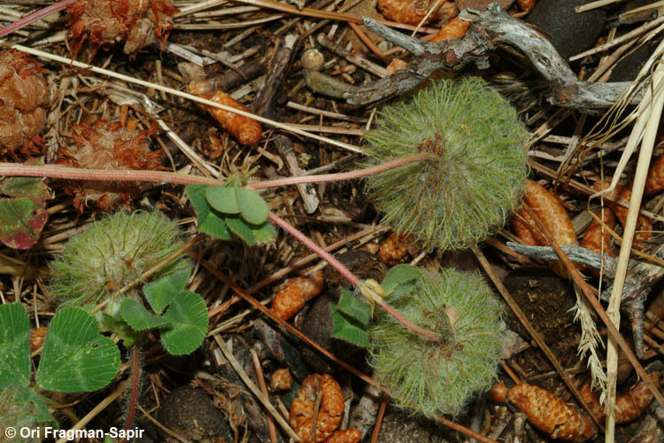 Trifolium globosum