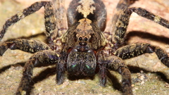 Ctenus crulsi