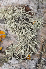 Ramalina siliquosa