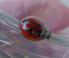 Cheilomenes bidentata