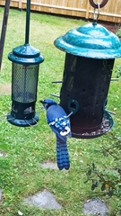 Cyanocitta cristata image