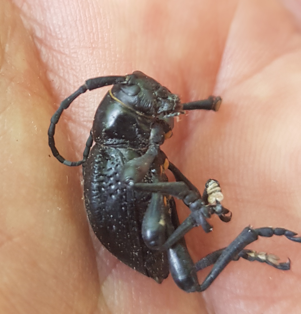 Moneilema albopictum