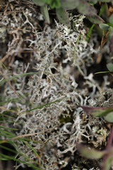 Ramalina siliquosa